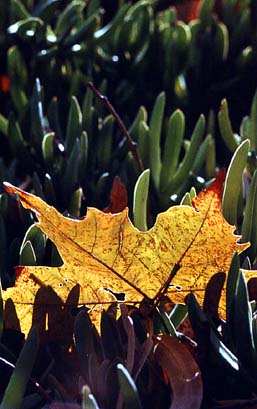 leaf1.jpg - 32kb